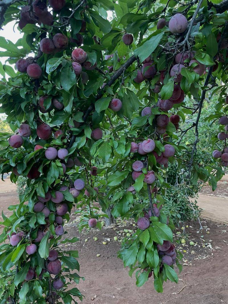 Plum Trees (European Varieties)