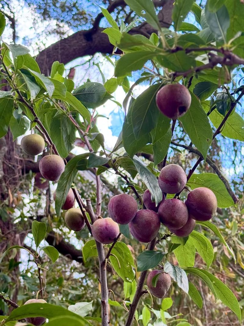 Plum