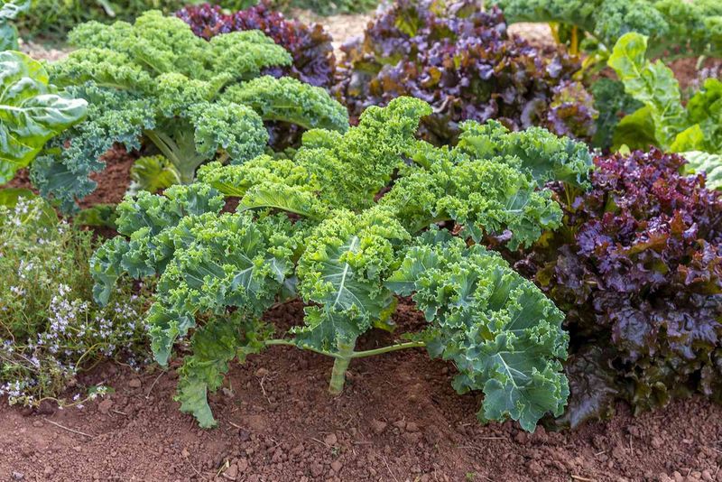 Kale Keeps Producing Even As Spring Temperatures Fluctuate