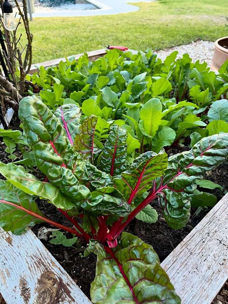 Swiss Chard