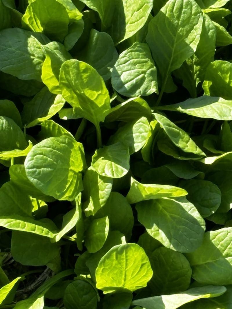 Spinach Handles Chilly Spring Weather Better Than Most Crops