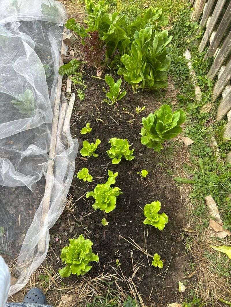 Lettuce Across All Ohio Regions (Zones 5b–7a)