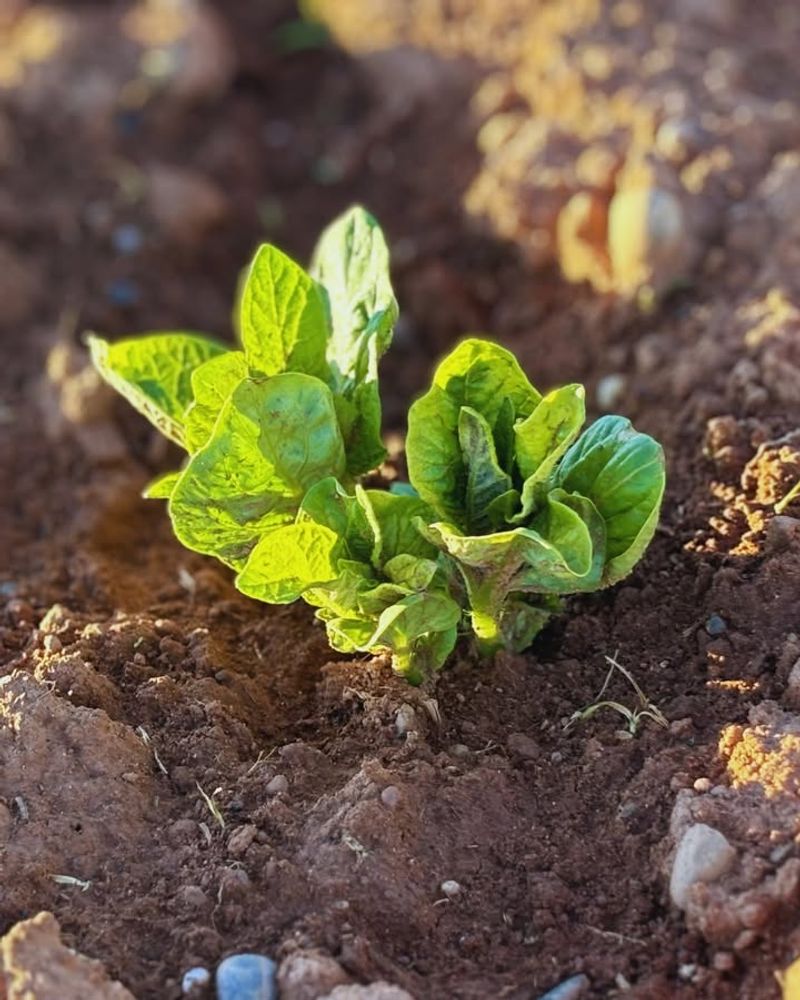 Seed Potatoes Kick Off Spring Planting