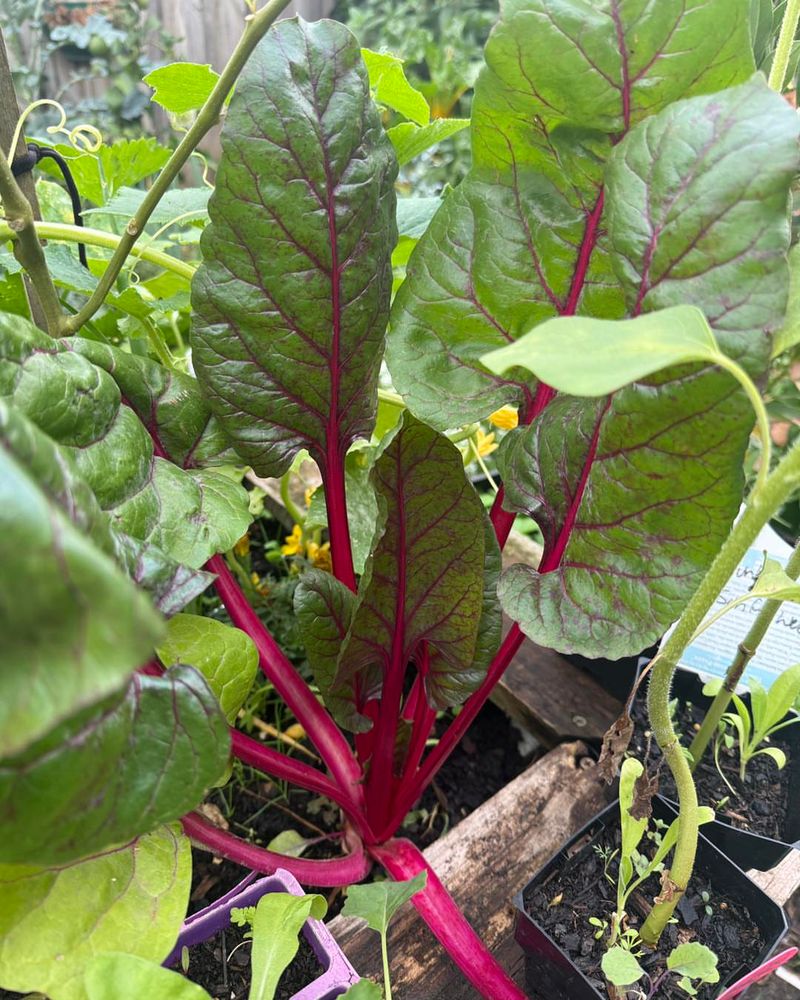 Swiss Chard Handles Cool Nights And Warmer Days