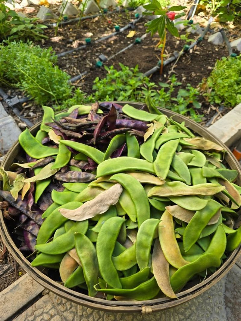 Beans That Play Hard To Grow in Oregon Springs