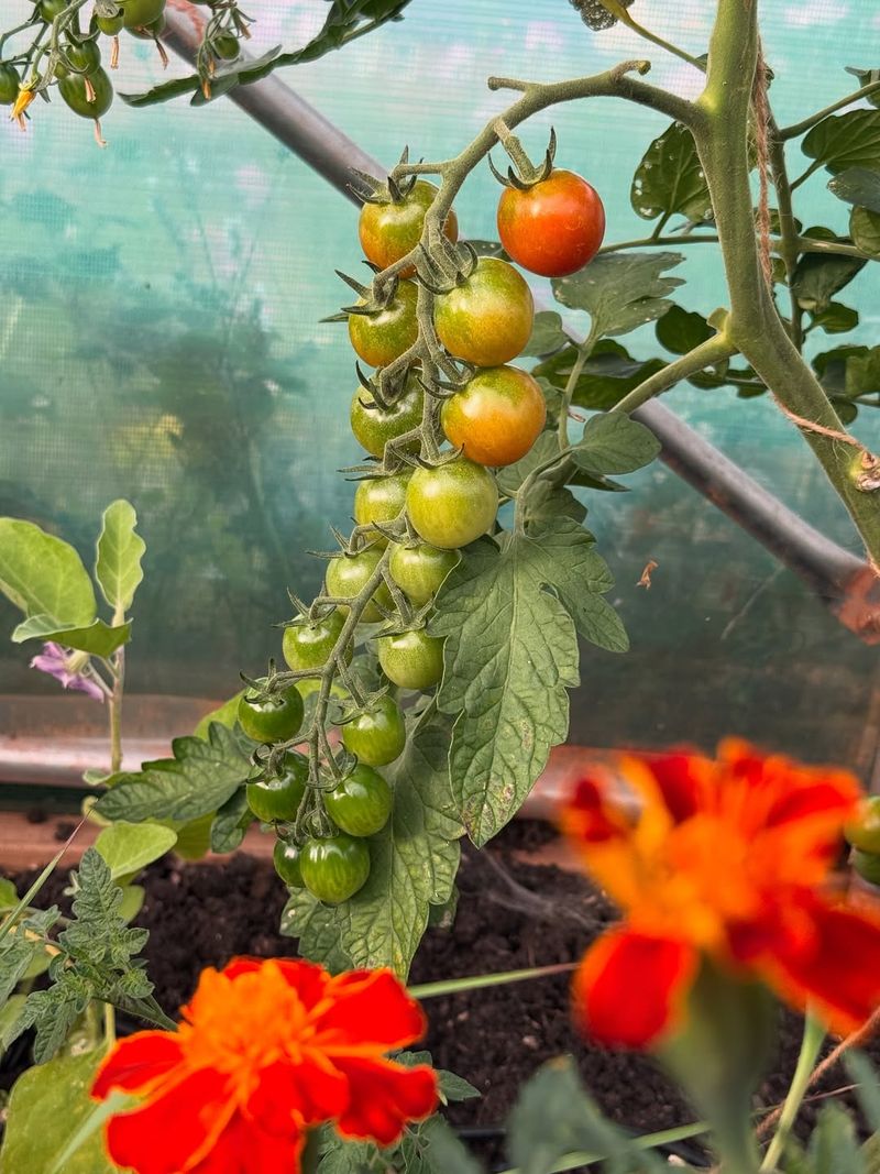 Tomatoes Bursting With Flavor