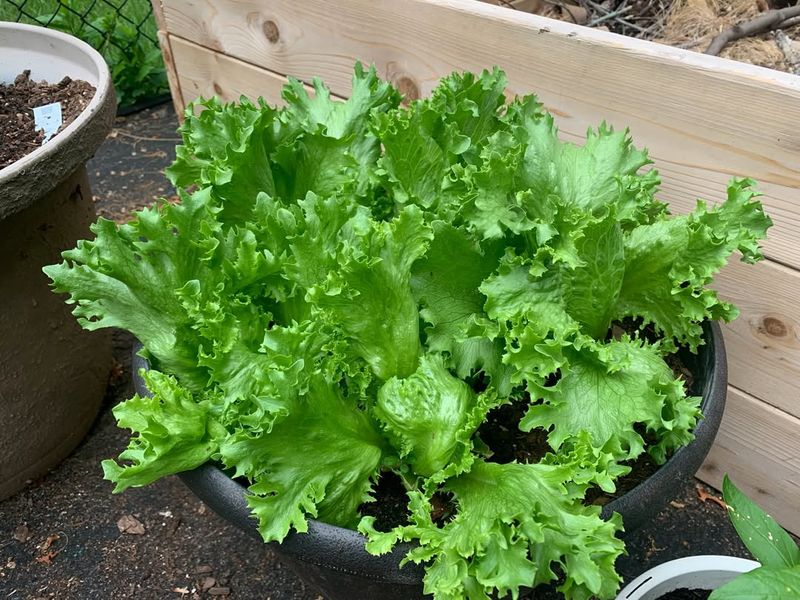 Lettuce And Its Crisp Refreshing Leaves