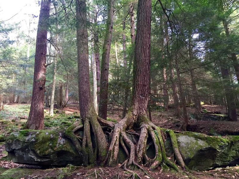 Longfellow Pine At Cook Forest That Towers Through Centuries