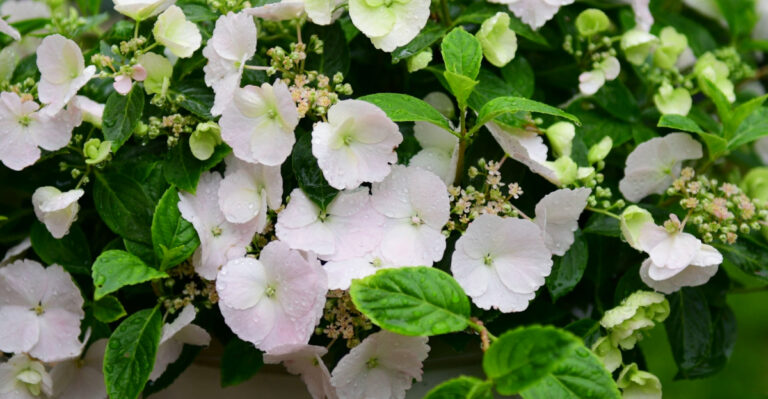 Pennsylvania Gardeners’ Guide To Planting, Growing, And Caring For Cascade Hydrangeas