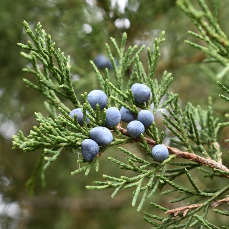 Eastern Red Cedar Shelters Birds Year-Round