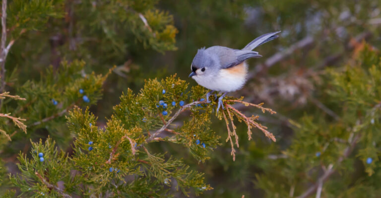 Pennsylvania Gardeners Plant These Small Conifers To Invite Birds In