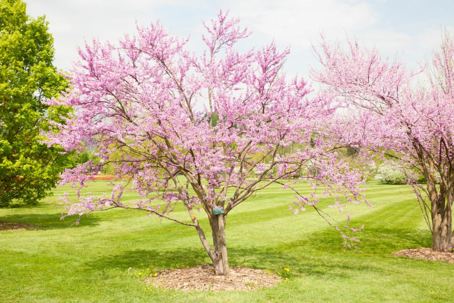 Pennsylvania Gardeners Should Plant These Native Trees In Early Spring