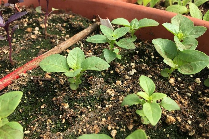 Why Hardening Off Matters Before Planting