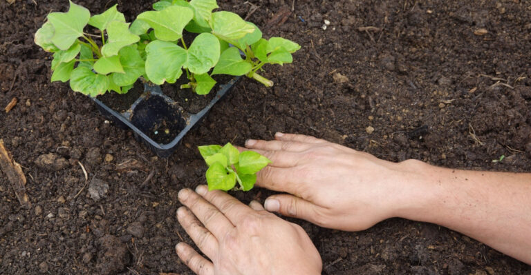 Pennsylvania Gardens Start Strong When Seedlings Are Hardened Off The Right Way