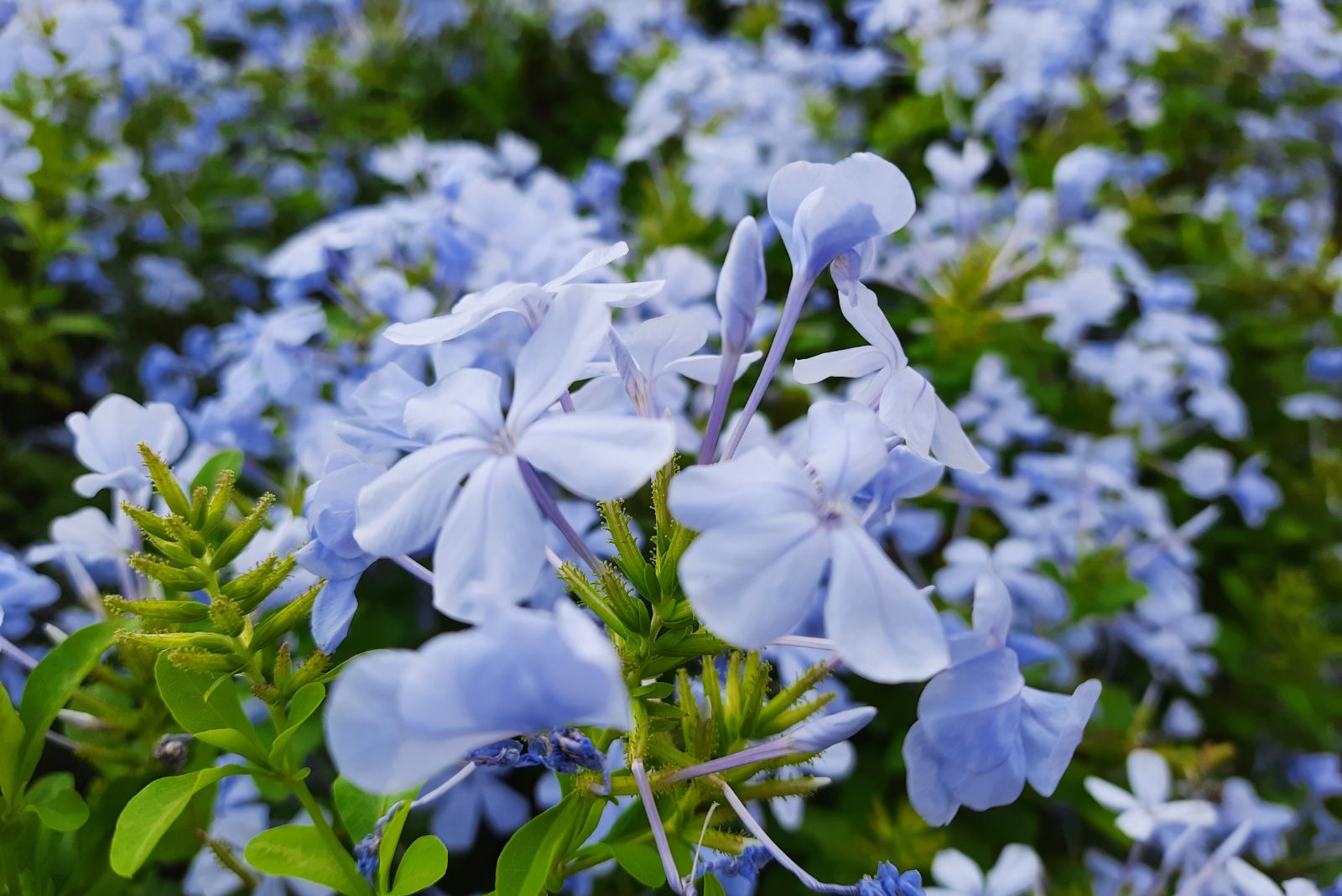 woodland phlox