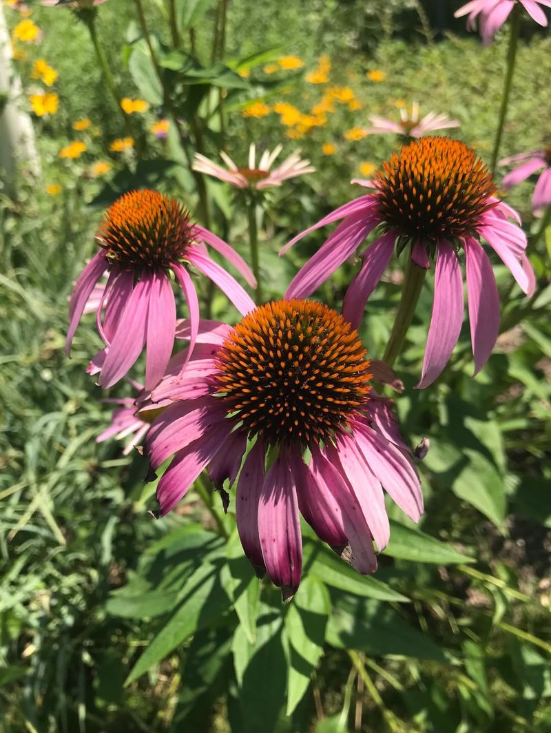 Purple Coneflower Attracting Bees And Butterflies