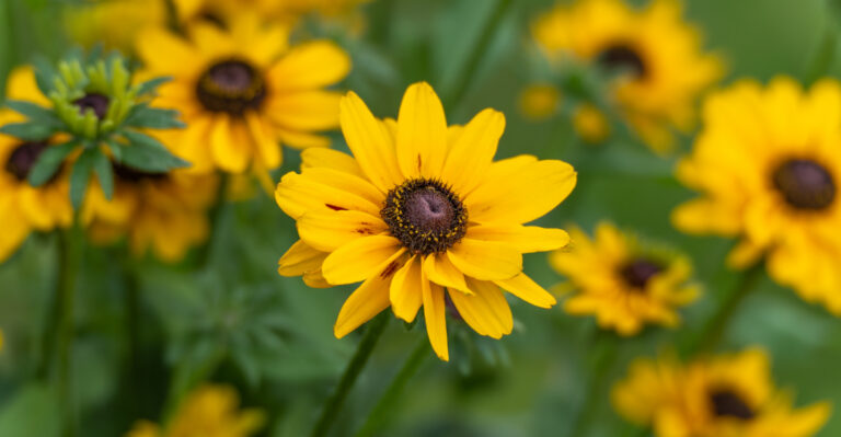 Pennsylvania Native Flowers You Should Plant In Late March