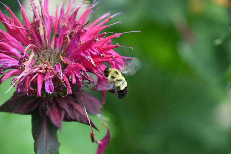 bee on bee balm