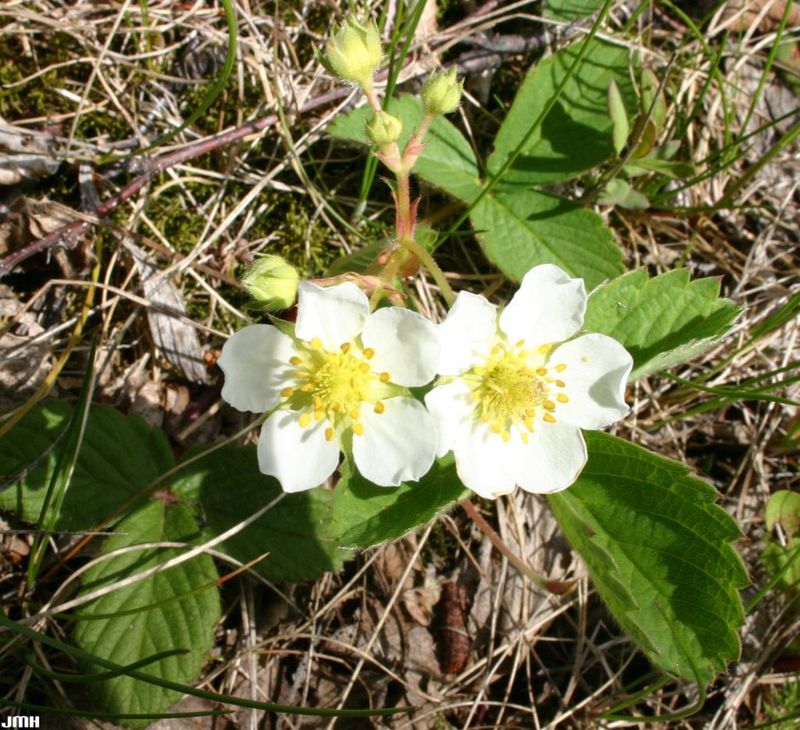 Wild Strawberry (Fragaria Virginiana)