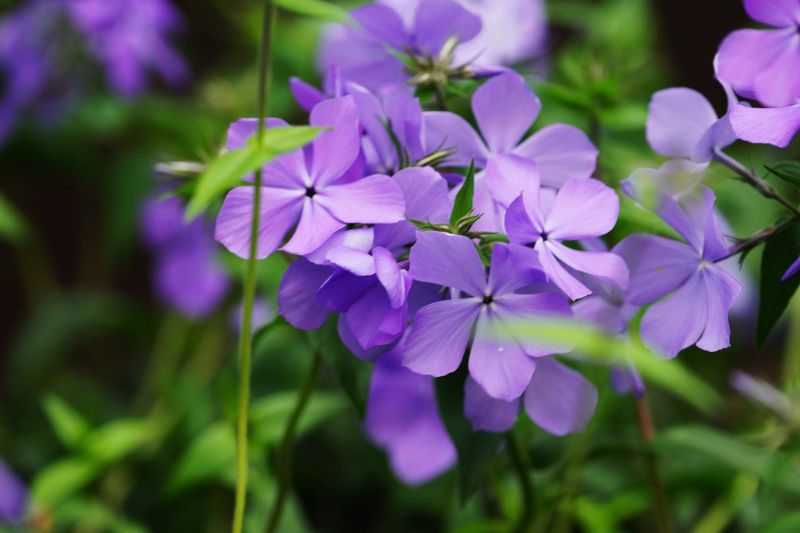 Wild Blue Phlox (Phlox Divaricata)