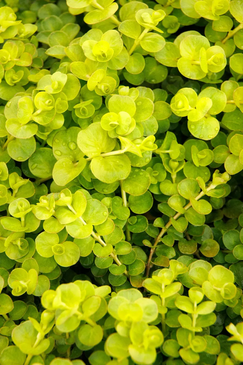 Creeping Jenny (Lysimachia Nummularia)