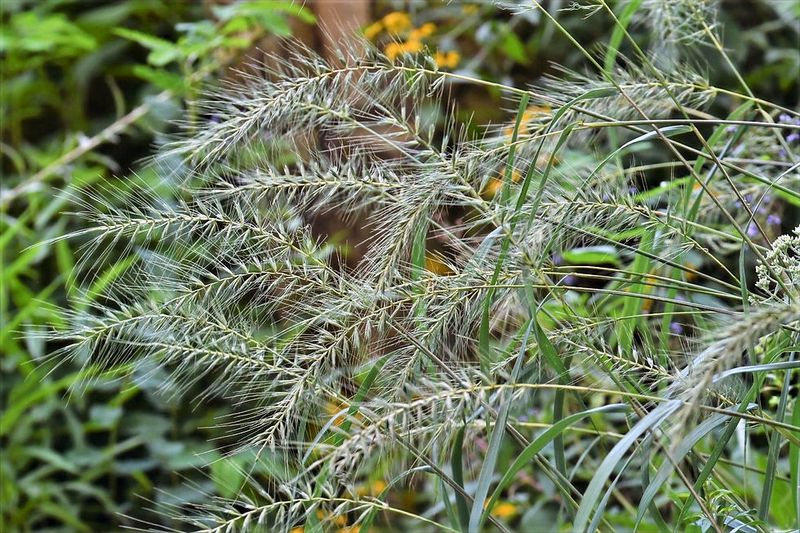 Virginia Wild Rye Helps Turn Open Spaces Into Firefly Habitat