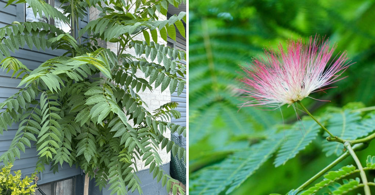 tree of heaven and mimosa tree