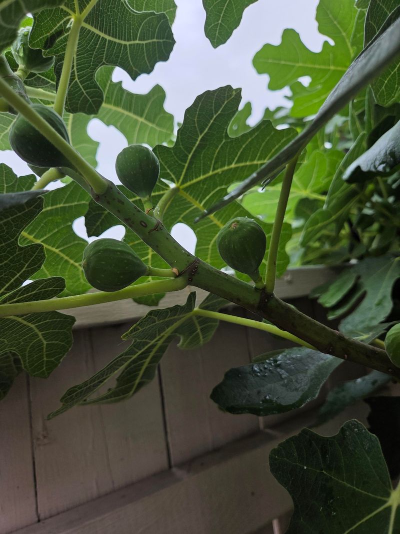 A Late Ripening Variety Can Struggle In Pennsylvania