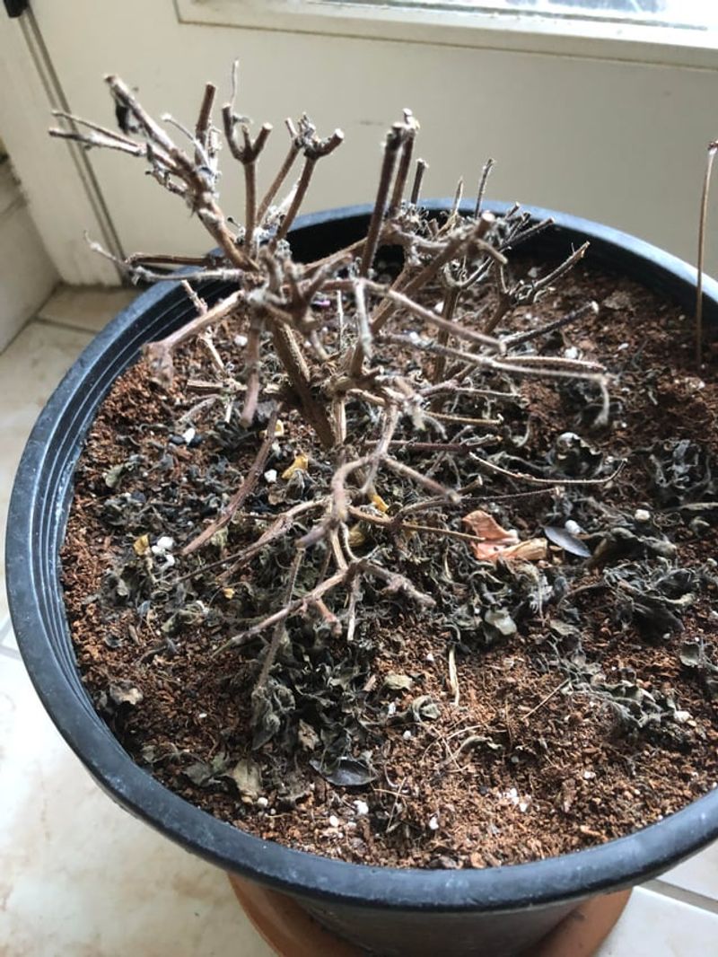 One Chilly Night Can Set Basil Back Fast