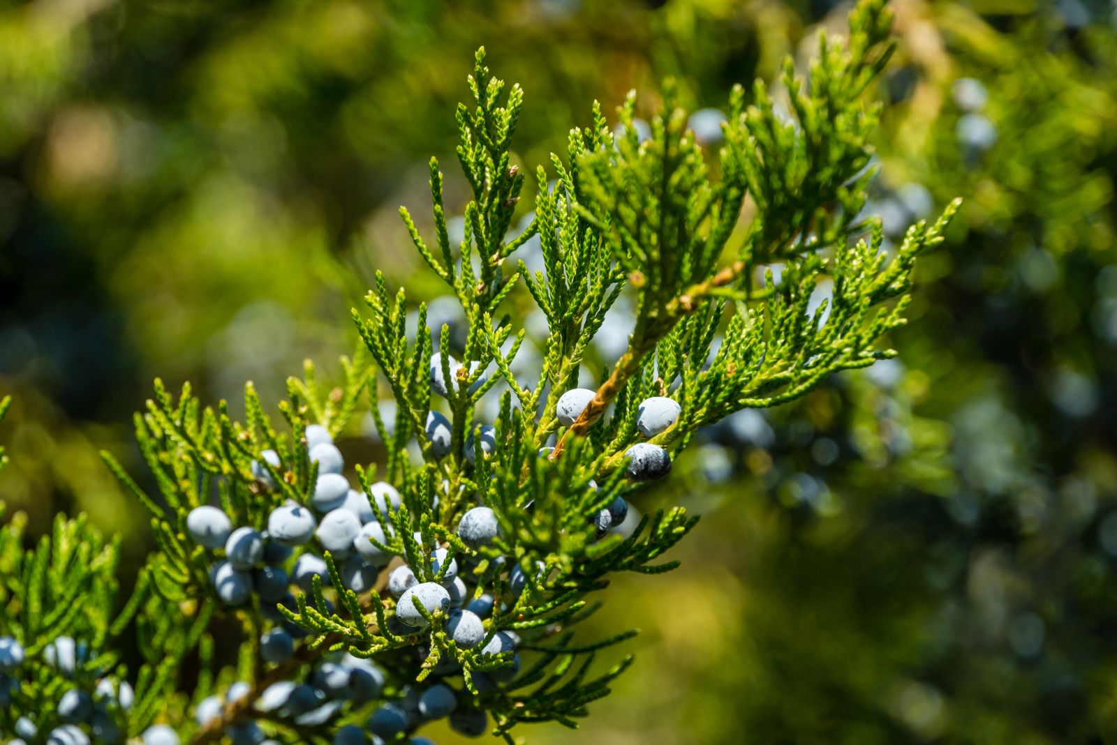 eastern red cedar