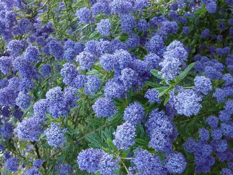 Ceanothus