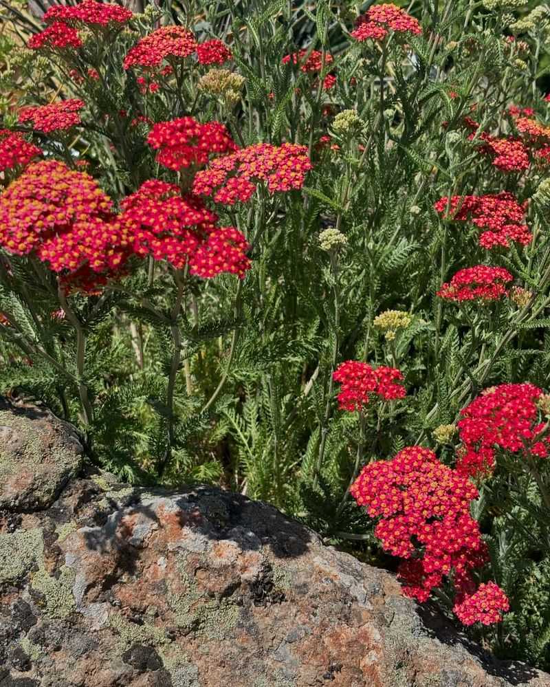 Yarrow