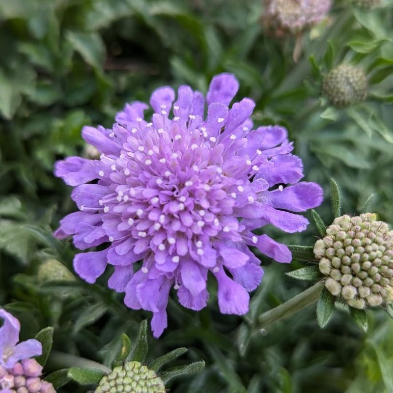 Pincushion Flower