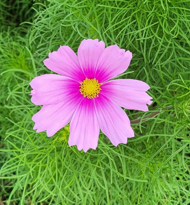 Cosmos Grow Quickly And Add A Light, Airy Look