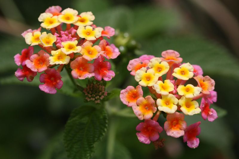 Lantana Attract Butterflies And Brighten Spaces