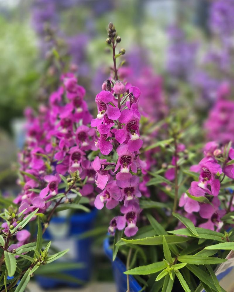 Angelonia Needs Warm Soil To Settle In