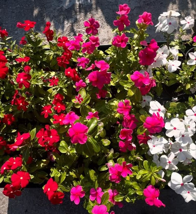 Vinca Handles Rising Temperatures With Ease