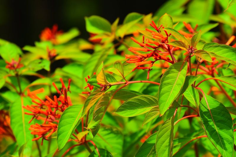 Firebush Thrives In Heat And Blooms With Minimal Effort