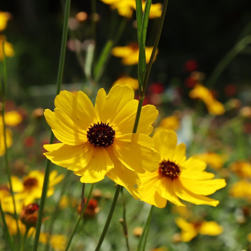 Coreopsis Delivers Florida Native Charm Fast