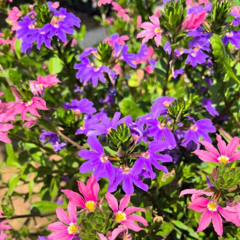 Scaevola With Cascading Fan-Shaped Blooms