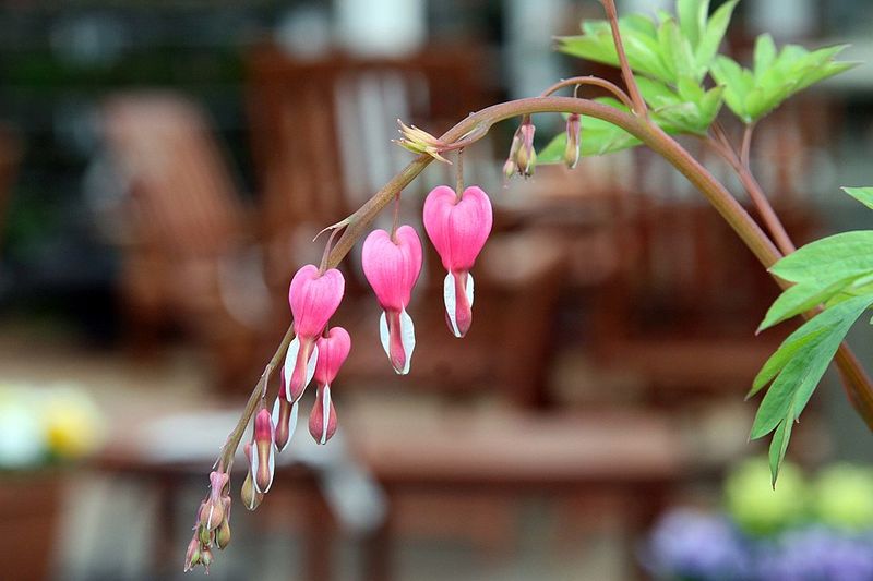 Bleeding Heart Blooms From Previous Season Growth