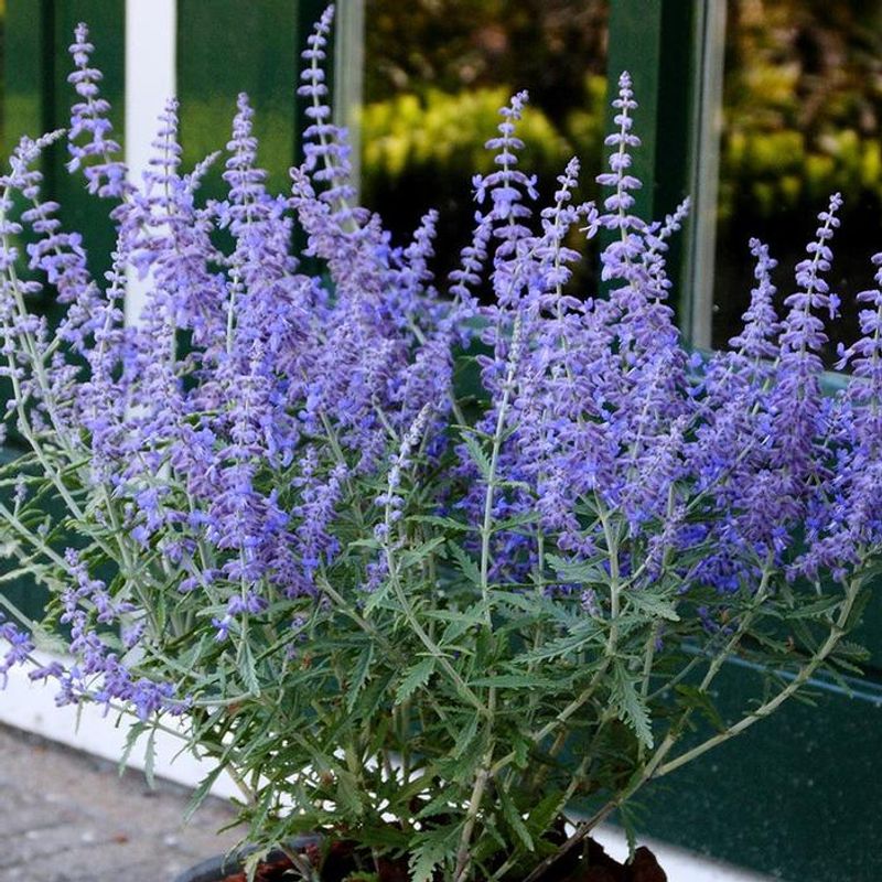 Russian Sage Shows New Growth Later In Spring