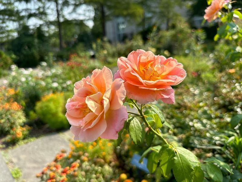 Roses (Rosa spp.)