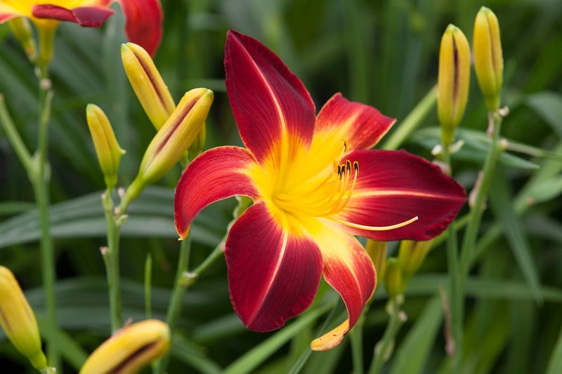 Daylilies Are Durable And Cold Tolerant