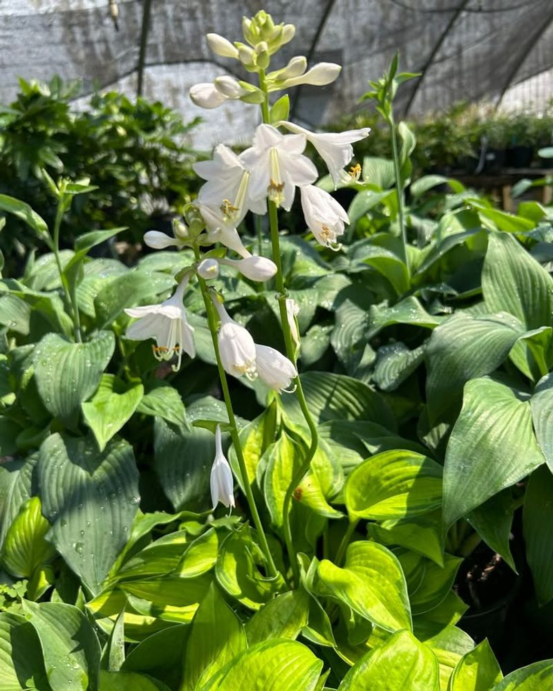 Hosta