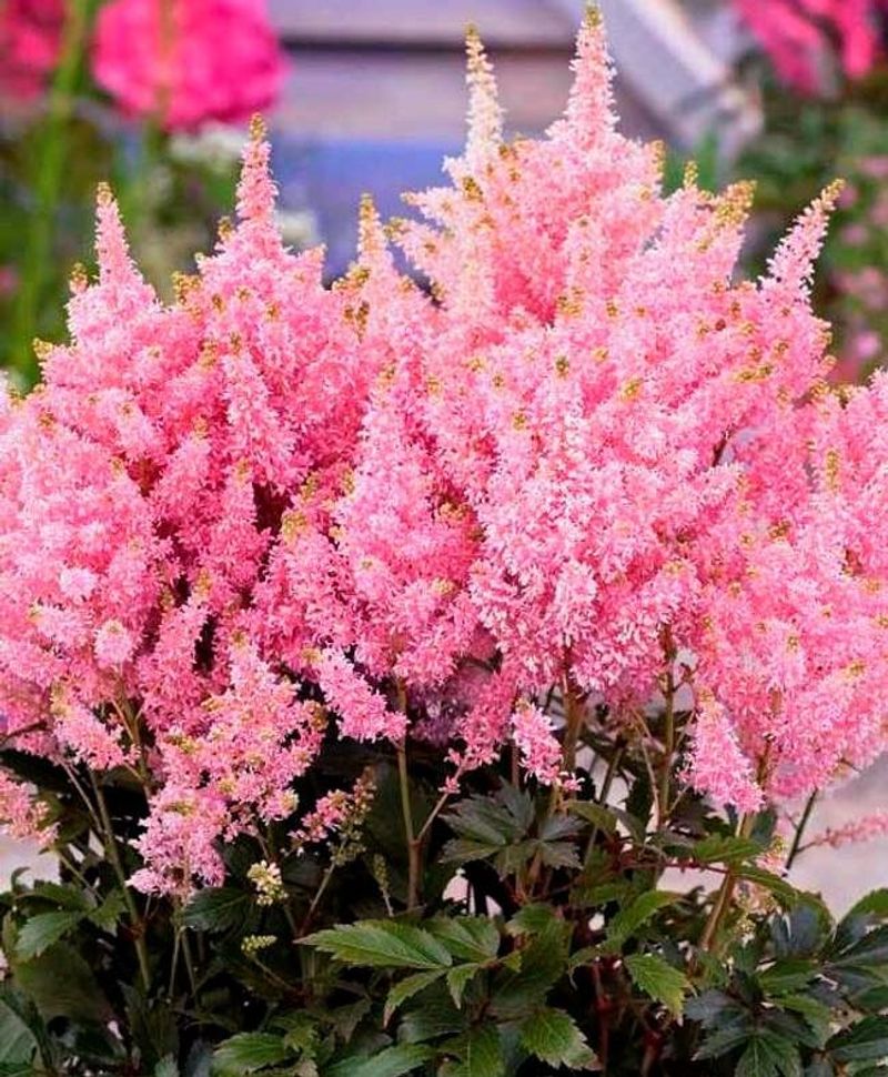 Astilbe