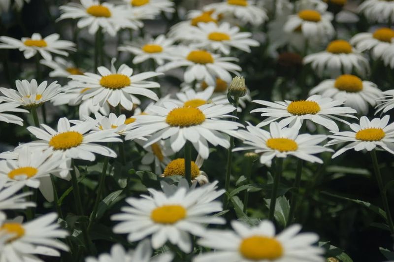 Shasta Daisy (Leucanthemum X Superbum)