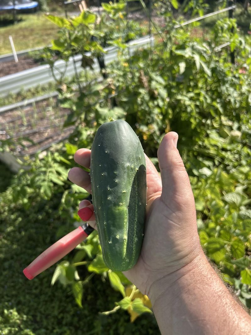 Cucumbers