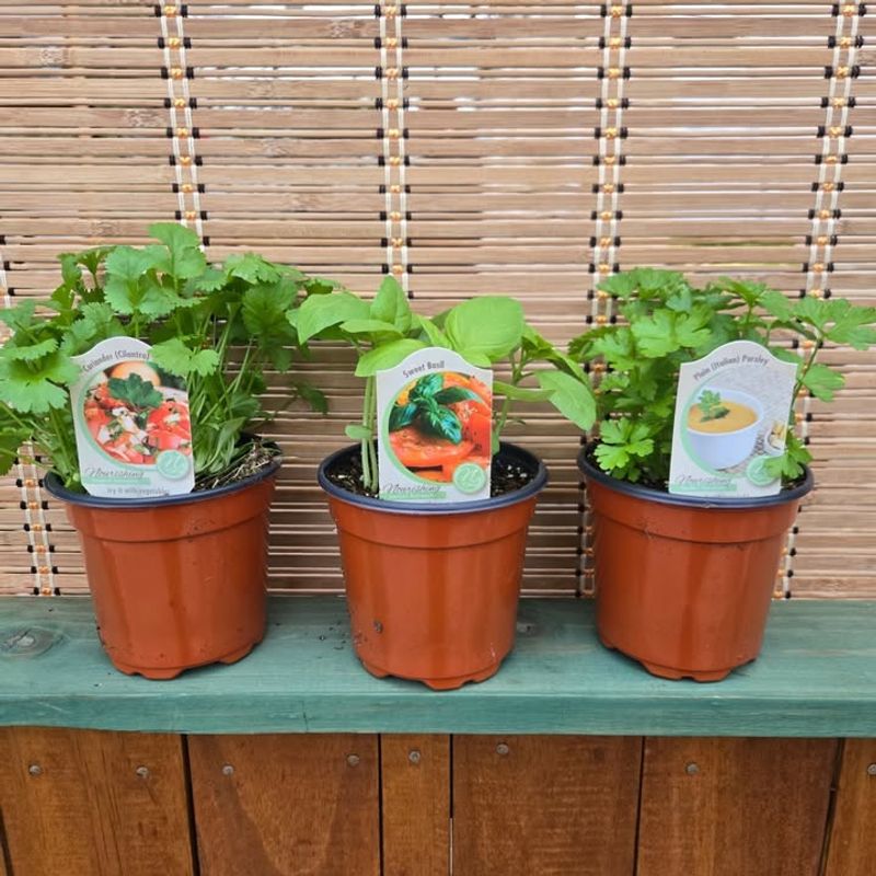 Herbs: Basil, Parsley, And Oregano