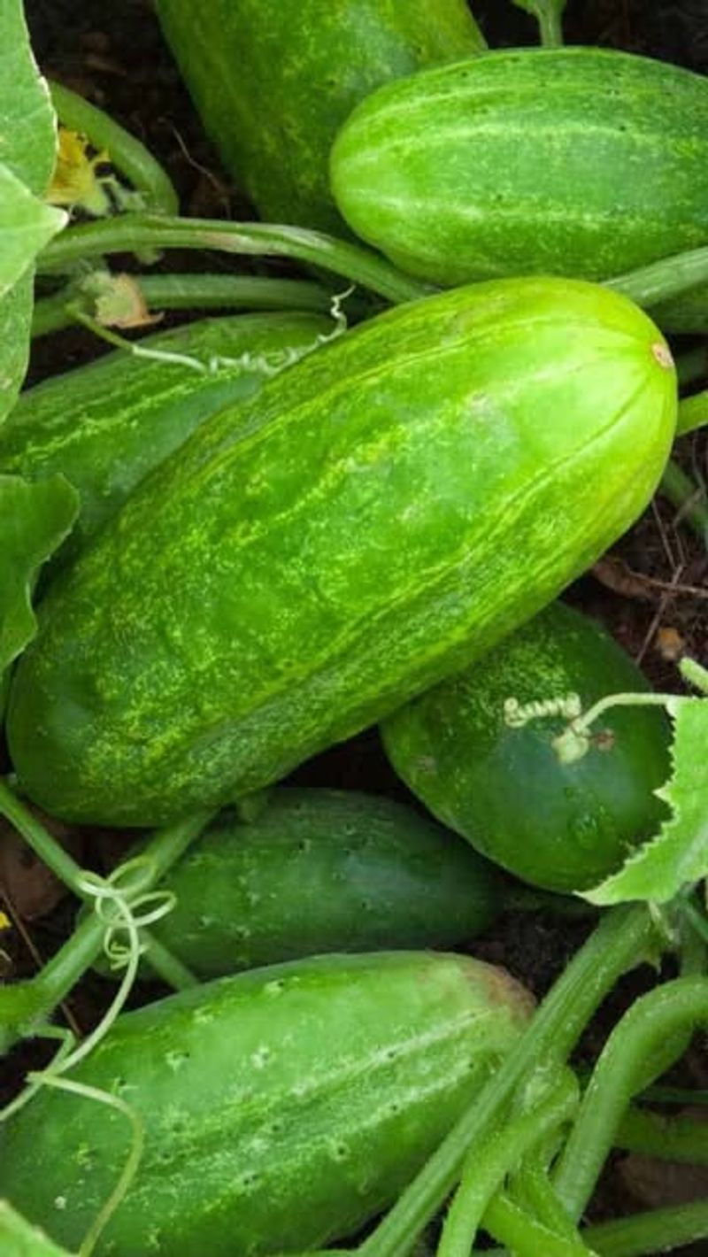 Cucumbers